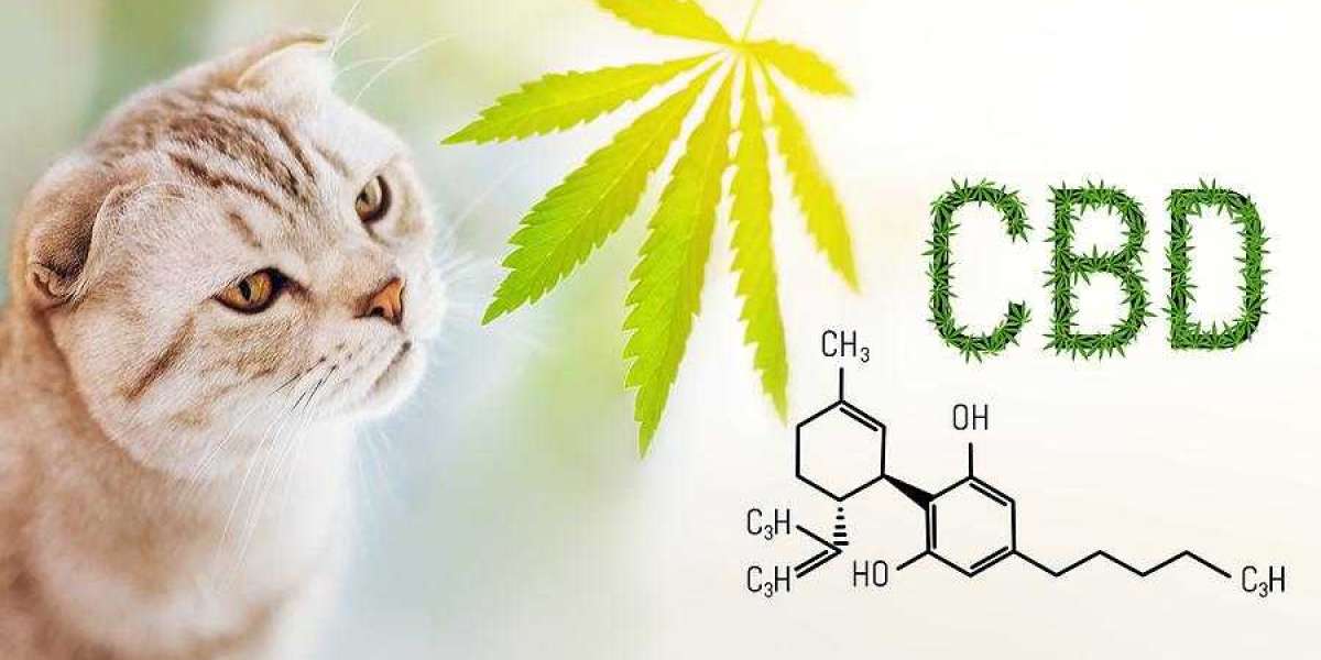 CBD Cat Treats A Healthy Way to Pamper Your Furry Friend