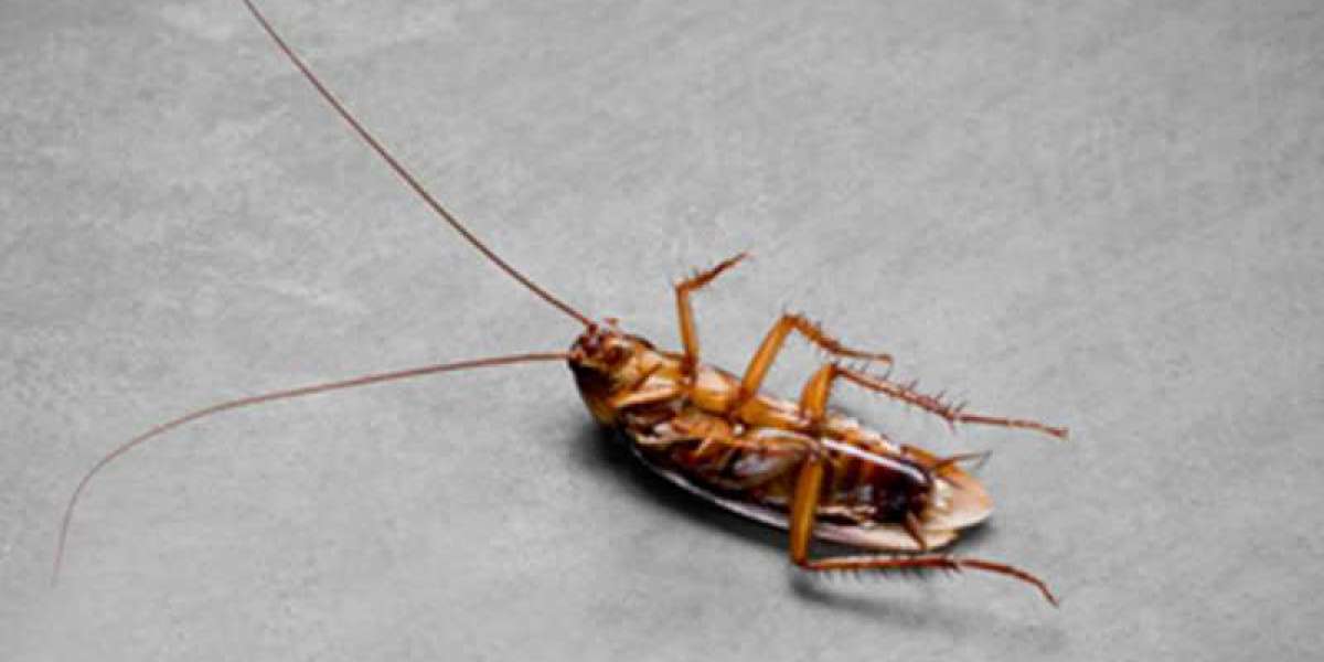 Expert Mosquito Control Service in Bakersfield by Never Pests Pest Control