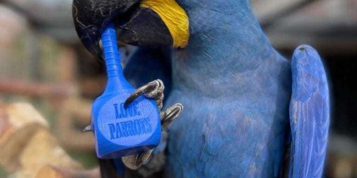 Do Macaws Make Good Pets? A Comprehensive Guide for Potential Owners