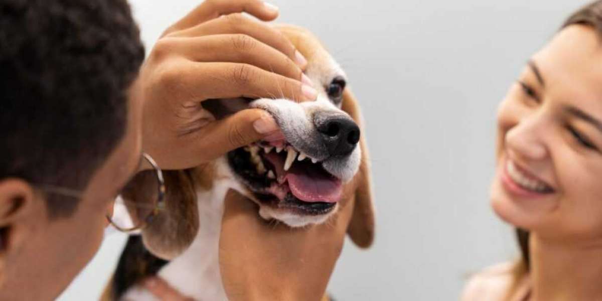 Why Dental Health for Pets Is More Important Than You Think