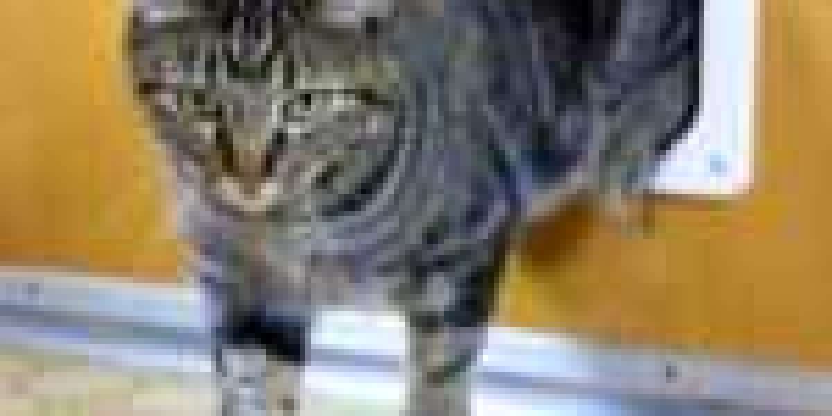 Trained Cat Flap Fitter Tools To Ease Your Daily Lifethe One Trained Cat Flap Fitter Trick That Everybody Should Know