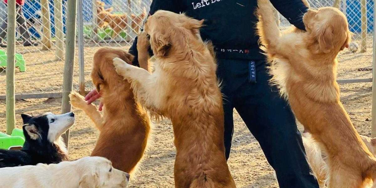 How No Dogs Left Behind Rescues And Cares For Dogs Around The World