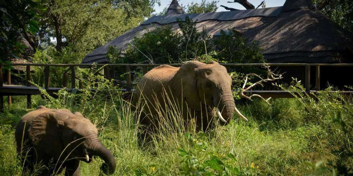 Luxury and Comfort in the Wild Discover the Top Kruger National Park Lodges for an Unforgettable Stay